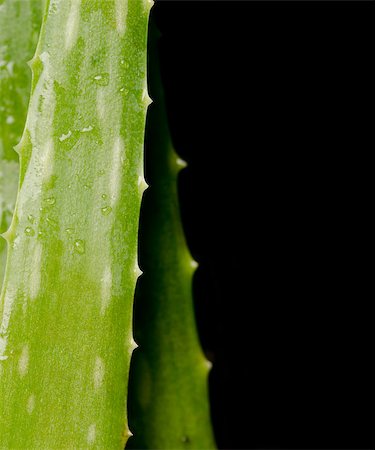 simsearch:400-08283886,k - Aloe Vera over black background Stock Photo - Budget Royalty-Free & Subscription, Code: 400-07570749
