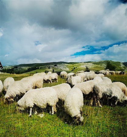 simsearch:400-05684520,k - Herd of sheep on mountain meadow Stock Photo - Budget Royalty-Free & Subscription, Code: 400-07570756