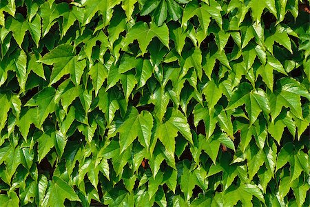 Ivy climbing (Hedera helix) on the wall of the Cathedral of Koenigsberg Stock Photo - Budget Royalty-Free & Subscription, Code: 400-07570851