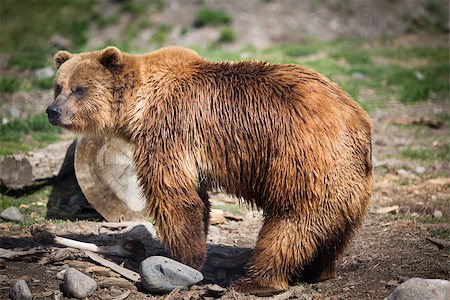 simsearch:400-09049135,k - Full body profile of a big female Grizzly bear Stockbilder - Microstock & Abonnement, Bildnummer: 400-07570876