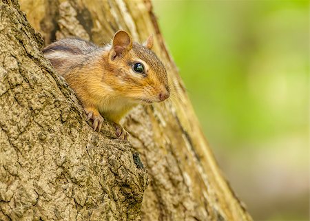 A Chipmunk perched on a tree stump. Stock Photo - Budget Royalty-Free & Subscription, Code: 400-07571224