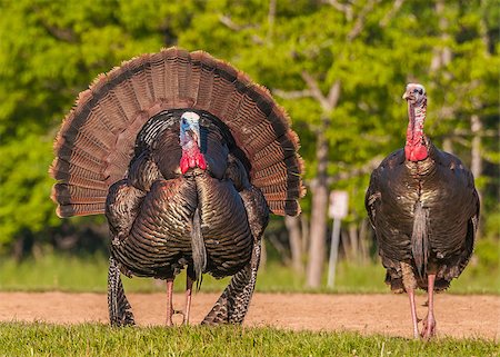 Strutting male wild turkey displaying in the spring mating season. Stock Photo - Budget Royalty-Free & Subscription, Code: 400-07571225