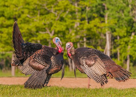 Strutting male wild turkey displaying in the spring mating season. Stock Photo - Budget Royalty-Free & Subscription, Code: 400-07571226