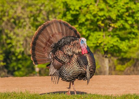 Strutting male wild turkey displaying in the spring mating season. Stock Photo - Budget Royalty-Free & Subscription, Code: 400-07571227