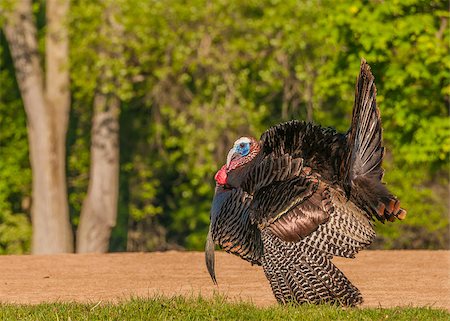 Strutting male wild turkey displaying in the spring mating season. Stock Photo - Budget Royalty-Free & Subscription, Code: 400-07571228
