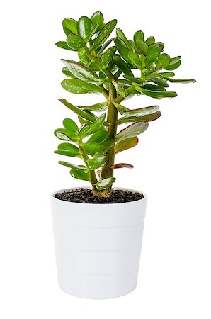 dollar sign with plants - Green plant Crassula or money tree in a white flower pot isolated on white background Stock Photo - Budget Royalty-Free & Subscription, Code: 400-07571397