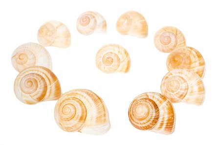 simsearch:400-05077592,k - Circle of the spiral shells isolated on white background Foto de stock - Royalty-Free Super Valor e Assinatura, Número: 400-07571423