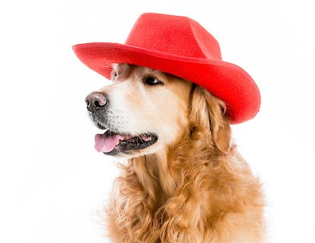 simsearch:400-08498619,k - Beautiful Retriever redhead in red cowboy hat isolated on white background Photographie de stock - Aubaine LD & Abonnement, Code: 400-07571644