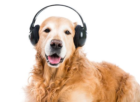 red retriever with headphones looking ito the camera Stock Photo - Budget Royalty-Free & Subscription, Code: 400-07571646