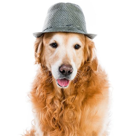 red retriever in a gray hat on white background Stock Photo - Budget Royalty-Free & Subscription, Code: 400-07571641