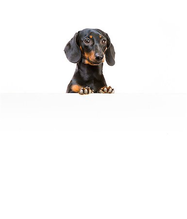 red dog breed dachshund with a whiteboard for your text and logo Stockbilder - Microstock & Abonnement, Bildnummer: 400-07571643