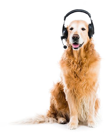 red retriever with headset isolated on a white background Stock Photo - Budget Royalty-Free & Subscription, Code: 400-07571653