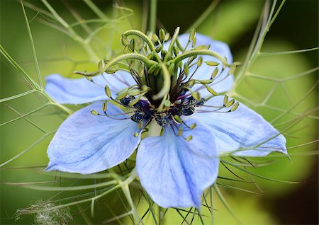 Macro of a nigella (Love in a Mist) flower head Stock Photo - Budget Royalty-Free & Subscription, Code: 400-07571670