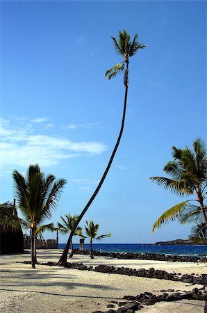 pic palm tree beach big island - Tall palm tree bends over the blue waters of Honaunau Bay at the Puuhonuaa O Honaunau National Historical Park on the Big Island of Hawaii. Photographie de stock - Aubaine LD & Abonnement, Code: 400-07571770