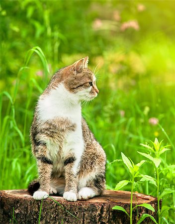picture of cat sitting on plant - Sitting cat in green grass on stump Stock Photo - Budget Royalty-Free & Subscription, Code: 400-07571837