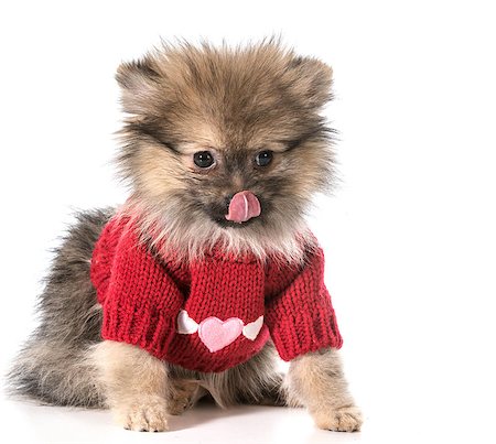 simsearch:400-07571868,k - pomeranian wearing red sweater with hearts Fotografie stock - Microstock e Abbonamento, Codice: 400-07571868