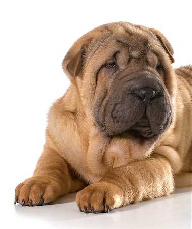 simsearch:400-06758887,k - chinese shar pei puppy isolated on white background Stock Photo - Budget Royalty-Free & Subscription, Code: 400-07571874