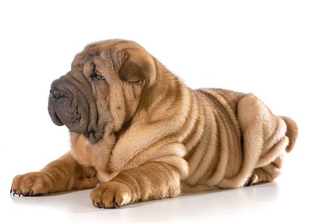 simsearch:400-06461152,k - chinese shar pei puppy laying down isolated on white background - 4 months old Stock Photo - Budget Royalty-Free & Subscription, Code: 400-07571875