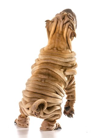 dog dancing - chines shar pei standing on back legs dancing isolated on white background Stock Photo - Budget Royalty-Free & Subscription, Code: 400-07571872