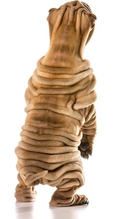 chinese shar pei standing up on back legs isolated on white background Foto de stock - Super Valor sin royalties y Suscripción, Código: 400-07571873
