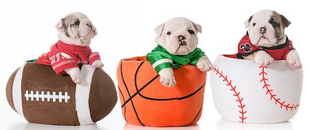 sports hounds - bulldog puppies sitting in sports balls Stock Photo - Budget Royalty-Free & Subscription, Code: 400-07571880