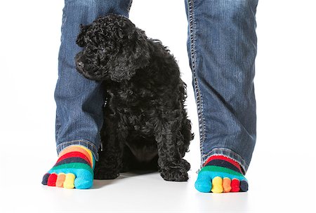 barbet puppy sitting by owners feet isolated on white background Stock Photo - Budget Royalty-Free & Subscription, Code: 400-07571894