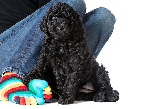 woman sitting with her dog - 7 week old barbet puppy Stock Photo - Budget Royalty-Free & Subscription, Code: 400-07571896