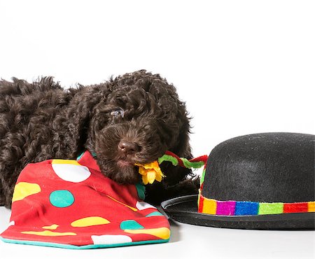 cute barbet puppy dressed up like a clown - 7 weeks old Stock Photo - Budget Royalty-Free & Subscription, Code: 400-07571915