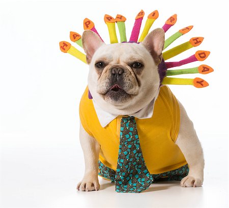 simsearch:400-07576471,k - french bulldog wearing birthday headband Stockbilder - Microstock & Abonnement, Bildnummer: 400-07571934