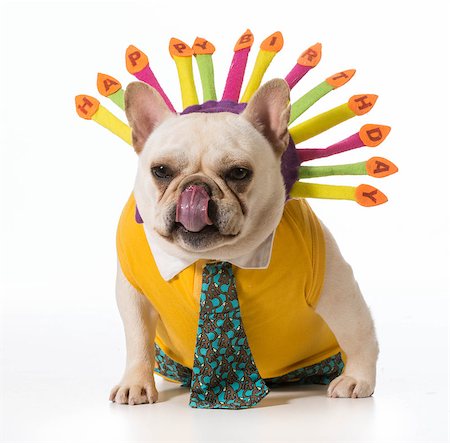 simsearch:400-07576471,k - french bulldog wearing birthday headband Stockbilder - Microstock & Abonnement, Bildnummer: 400-07571935