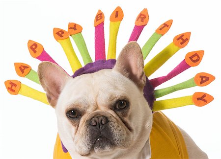 simsearch:400-07576471,k - french bulldog wearing birthday headband Stockbilder - Microstock & Abonnement, Bildnummer: 400-07571933