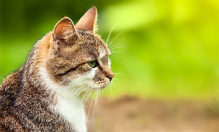 picture of cat sitting on plant - Looking cat in green grass Stock Photo - Budget Royalty-Free & Subscription, Code: 400-07572089