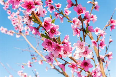 Nectarine Blossom in Spring (Annapolis Valley, Nova Scotia, Canada) Photographie de stock - Aubaine LD & Abonnement, Code: 400-07572346