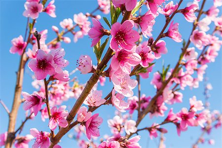 Nectarine Blossom in Spring (Annapolis Valley, Nova Scotia, Canada) Photographie de stock - Aubaine LD & Abonnement, Code: 400-07572348