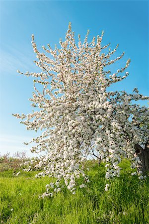 Pear tree blossom in spring (Annapolis Valley, Nova Scotia, Canada) Photographie de stock - Aubaine LD & Abonnement, Code: 400-07572342