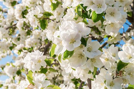 Closeup of the Pear Blossom in Spring (Annapolis Valley, Nova Scotia, Canada) Photographie de stock - Aubaine LD & Abonnement, Code: 400-07572350