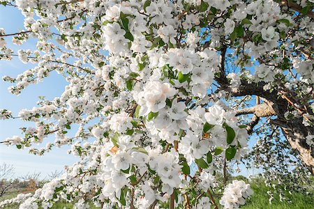 Pear blossom in spring (Annapolis Valley, Nova Scotia, Canada) Photographie de stock - Aubaine LD & Abonnement, Code: 400-07572351