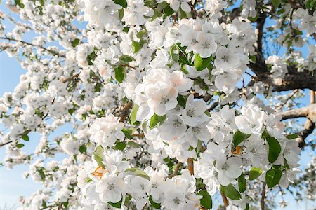 Pear blossom in spring (Annapolis Valley, Nova Scotia, Canada) Photographie de stock - Aubaine LD & Abonnement, Code: 400-07572352