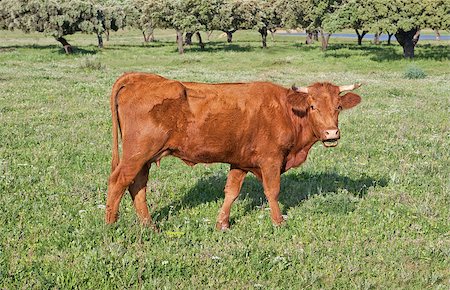 Herd of cows in the vicinity of the Sierra de Alor, Badajoz Stockbilder - Microstock & Abonnement, Bildnummer: 400-07572379