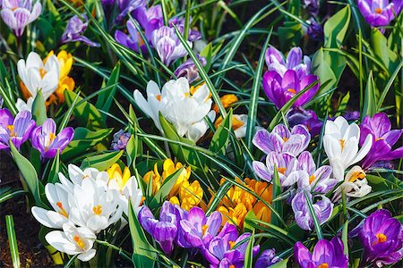 simsearch:400-06633565,k - Beautiful purple, yellow and white crocuses (macro) in the spring time. Nature background. Fotografie stock - Microstock e Abbonamento, Codice: 400-07572544