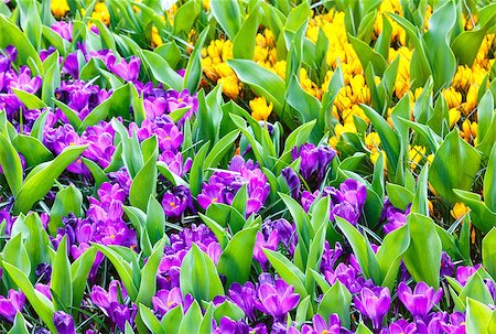 simsearch:400-06633565,k - Beautiful purple and yellow  crocuses (macro) in the spring time. Nature background. Fotografie stock - Microstock e Abbonamento, Codice: 400-07572549