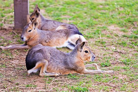 Group Patagonian Mara lying on the grass Photographie de stock - Aubaine LD & Abonnement, Code: 400-07572559