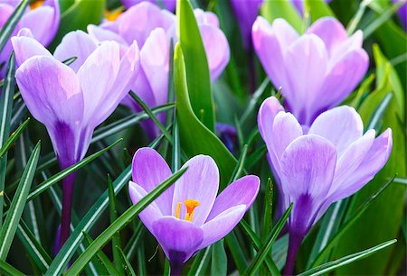 Beautiful purple crocuses (macro) in the spring time. Nature background. Stock Photo - Budget Royalty-Free & Subscription, Code: 400-07572553