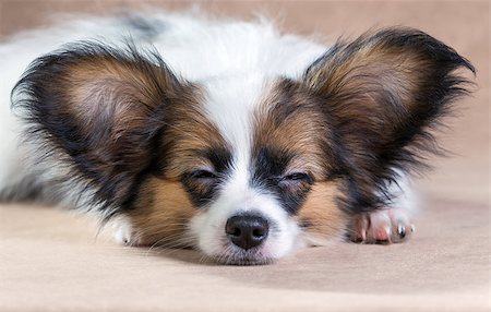 simsearch:400-07513010,k - Portrait of a cute sleeping puppy Papillon on a light brown background Stock Photo - Budget Royalty-Free & Subscription, Code: 400-07572566