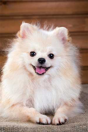 simsearch:400-05672007,k - Studio portrait Pomeranian dog on a background wooden wall Stockbilder - Microstock & Abonnement, Bildnummer: 400-07572560