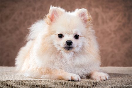 simsearch:400-05672007,k - Portrait Pomeranian dog on a studio background Stockbilder - Microstock & Abonnement, Bildnummer: 400-07572561