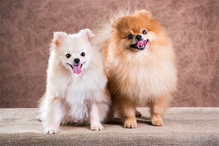 simsearch:400-04375156,k - Portrait two Pomeranian dog on a abstract background Stock Photo - Budget Royalty-Free & Subscription, Code: 400-07572562