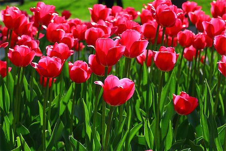 Field with group of red tulips and green leafs on sunlight. Stock Photo - Budget Royalty-Free & Subscription, Code: 400-07572938