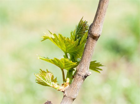 simsearch:625-00804551,k - Summer or spring season background with vine leaves in the vineyard Stock Photo - Budget Royalty-Free & Subscription, Code: 400-07573100