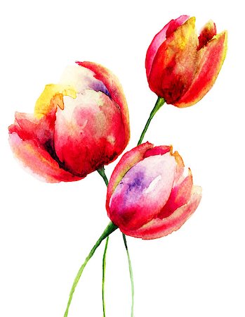 Red Tulips flowers, watercolor illustration Stock Photo - Budget Royalty-Free & Subscription, Code: 400-07573223